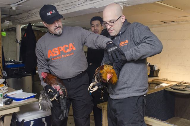 The ASPCA in Queens<br/>